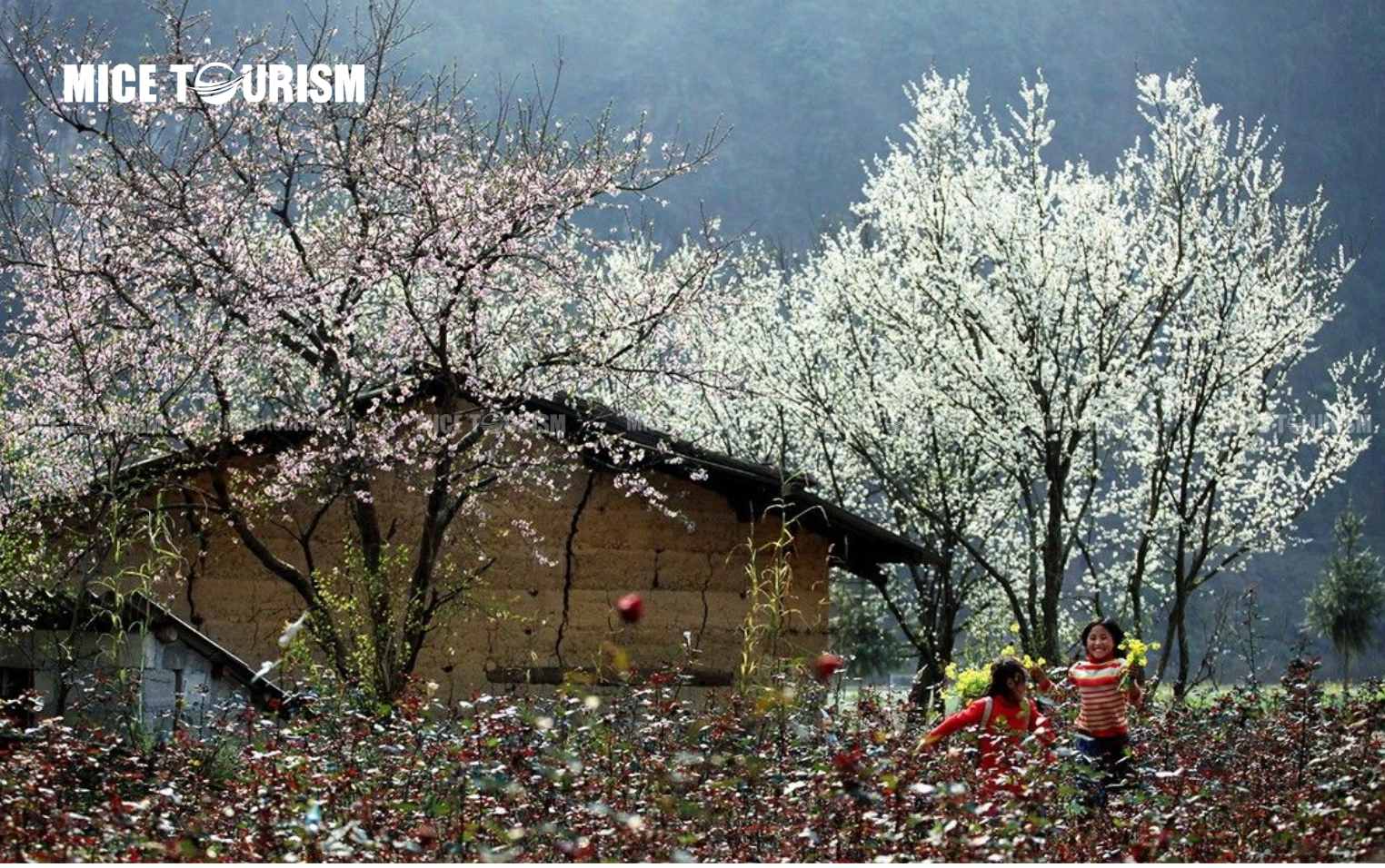 Hoa mận Mộc Châu