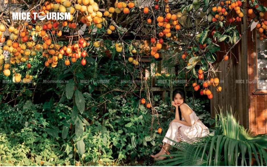 Vườn hồng Mộc Châu