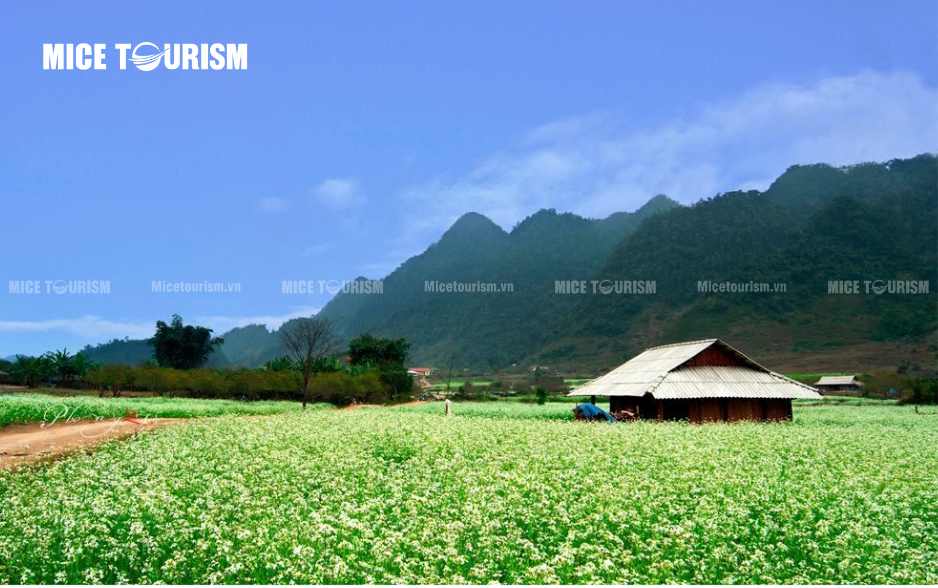 Hoa cải trắng Mộc Châu